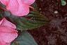 Impatiens platypeltatum 'Ovation Rose Swirls', habit