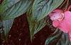 Impatiens platypeltatum 'Ovation Rose Swirls', habit