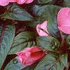 Impatiens platypeltatum 'Ovation Rose Swirls', habit
