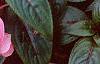 Impatiens platypeltatum 'Ovation Rose Swirls', habit