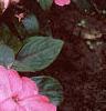 Impatiens platypeltatum 'Ovation Rose Swirls', habit