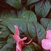 Impatiens platypeltatum 'Ovation Rose Swirls', habit