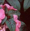 Impatiens platypeltatum 'Ovation Rose Swirls', habit