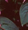 Impatiens platypeltatum 'Ovation Rose Swirls', flowers