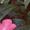 Impatiens platypeltatum 'Ovation Rose Swirls', flowers