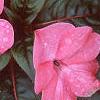 Impatiens platypeltatum 'Ovation Rose Swirls', flowers