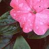 Impatiens platypeltatum 'Ovation Rose Swirls', flowers