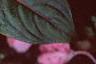 Impatiens platypeltatum 'Ovation Rose Swirls', flowers