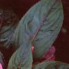 Impatiens platypeltatum 'Ovation Rose Swirls', flowers