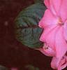 Impatiens platypeltatum 'Ovation Rose Swirls', flowers