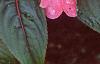 Impatiens platypeltatum 'Ovation Rose Swirls', flowers