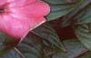 Impatiens platypeltatum 'Ovation Rose Swirls', flowers