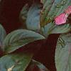 Impatiens platypeltatum 'Ovation Rose Swirls', flowers