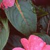 Impatiens platypeltatum 'Ovation Rose Swirls', flowers