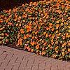 Impatiens platypeltatum 'Tango', habit