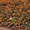 Impatiens platypeltatum 'Tango', habit