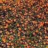 Impatiens platypeltatum 'Tango', habit