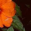 Impatiens platypeltatum 'Tango', flowers