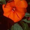 Impatiens platypeltatum 'Tango', flowers