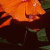 Impatiens platypeltatum 'Tango', flowers
