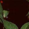 Impatiens platypeltatum 'Tango', flowers