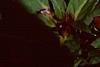 Impatiens platypeltatum 'Tango', flowers