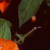 Impatiens platypeltatum 'Tango', flowers