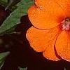 Impatiens platypeltatum 'Tango', flowers