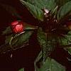 Impatiens platypeltatum 'Tango', flowers