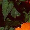 Impatiens platypeltatum 'Tango', flowers