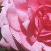 Impatiens 'Pink Ruffles', flowers