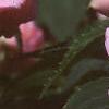 Impatiens 'Pink Ruffles', flowers