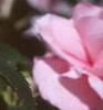 Impatiens 'Pink Ruffles', flowers