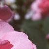 Impatiens 'Pink Ruffles', flowers