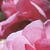 Impatiens 'Pink Ruffles', flowers