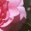 Impatiens 'Pink Ruffles', flowers