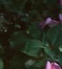 Impatiens spp., habit