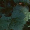Impatiens spp., habit