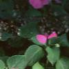 Impatiens spp., habit