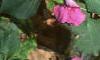 Impatiens spp., habit