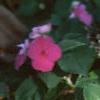 Impatiens spp., habit