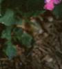 Impatiens spp., habit
