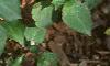 Impatiens spp., habit