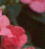 Impatiens 'Salmon Sunrise', flowers
