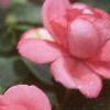 Impatiens 'Salmon Sunrise', flowers