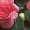 Impatiens 'Salmon Sunrise', flowers