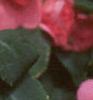 Impatiens 'Salmon Sunrise', flowers