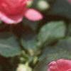 Impatiens 'Salmon Sunrise', flowers