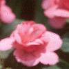 Impatiens 'Salmon Sunrise', flowers