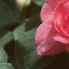 Impatiens 'Salmon Sunrise', flowers